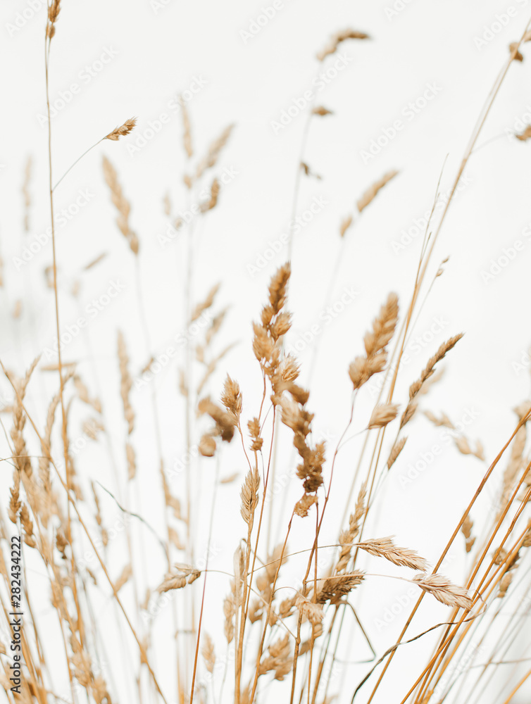 Fototapeta premium Backgound of wild flowers and grass