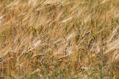 Rye field background. Harvest concept. Agriculture, farming, landscape, grain, barley, ears