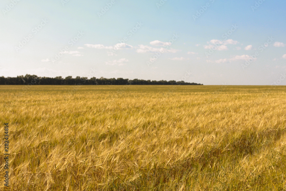 Rye field, sky and horizon. Harvest agriculture, farming concept. Barley, grain, landscape