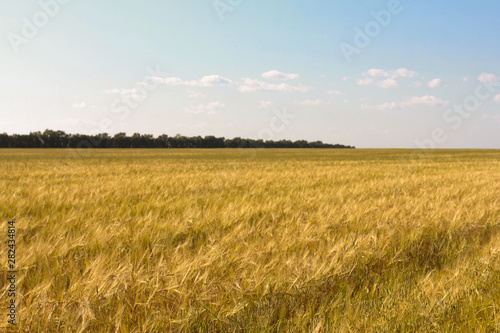 Rye field  sky and horizon. Harvest agriculture  farming concept. Barley  grain  landscape