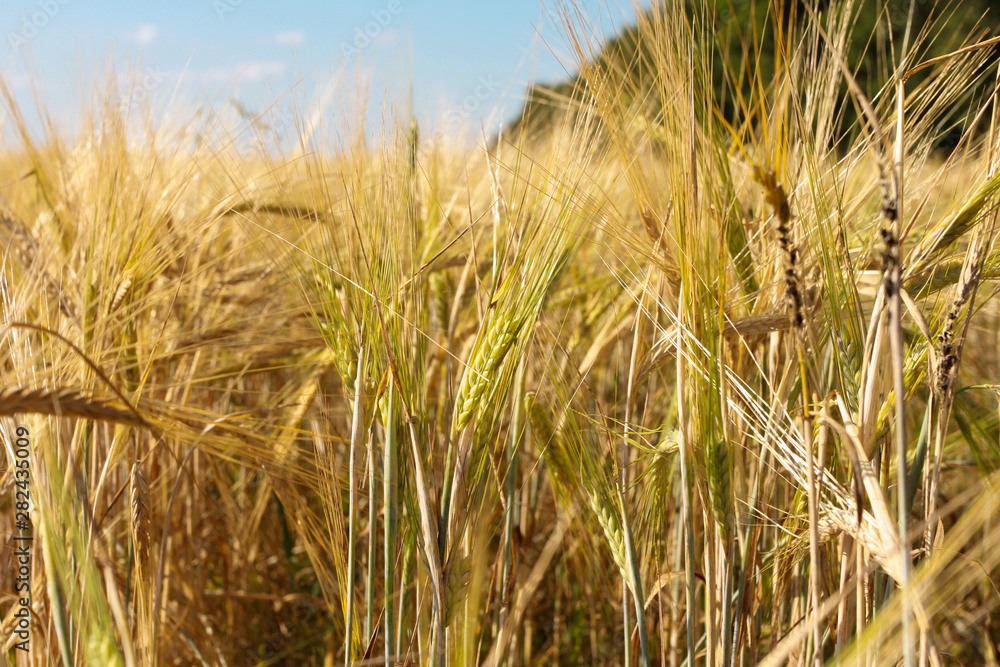 Fototapeta premium Rye ears closeup. Harvest, agriculture, farming concept. Barley field, grain, low angle, bottom view, blue sky