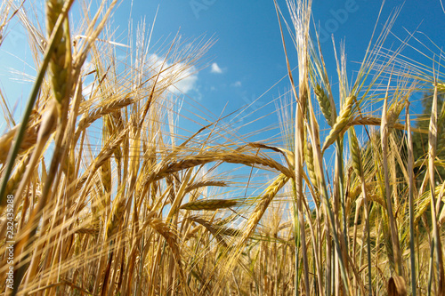 Rye ears closeup. Harvest  agriculture  farming concept. Barley field  grain  low angle  bottom view  blue sky