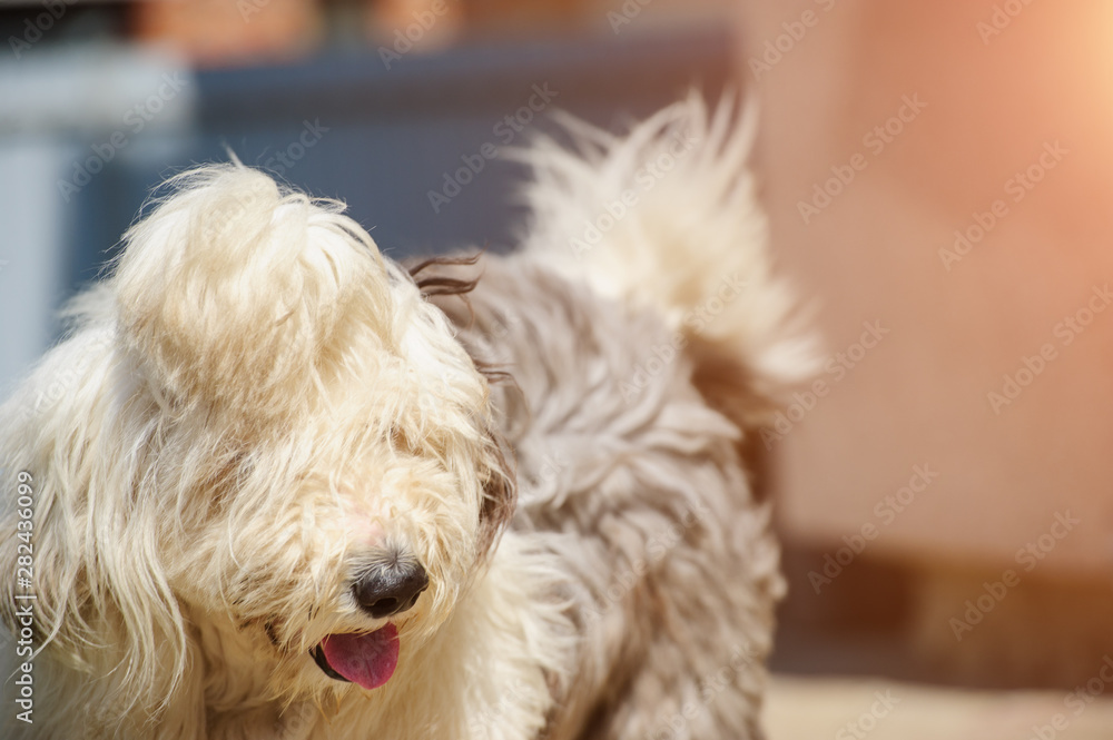 Funny dog running and barking outdoor Funny dog running and barking outdoor