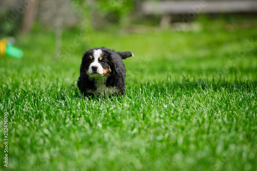 small happy puppy running on a green grass