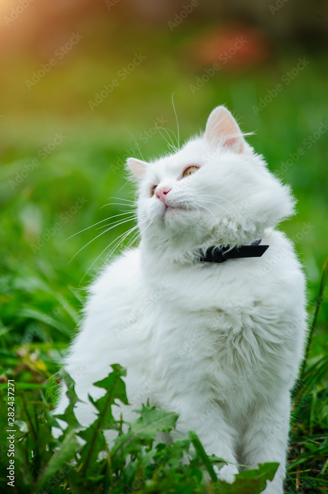 cat on the green grass
