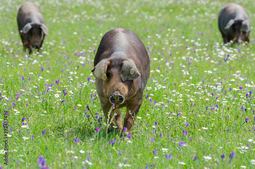 Canvas-taulu Pigs graze on farm in countryside of Badajoz, Extremadura