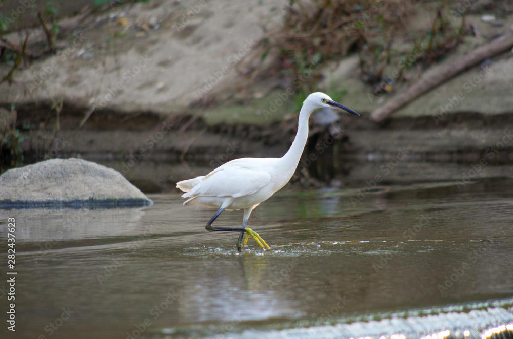 white heron walking and fishing on the river white heron walking and fishing on the river