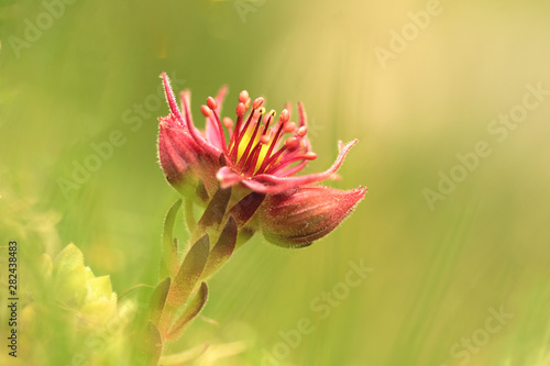 bl  hende Berg Hauswurz  Sempervivum montanum 