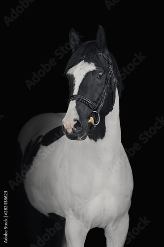 Billede på lærred Portrait of a pinto horse on a black background