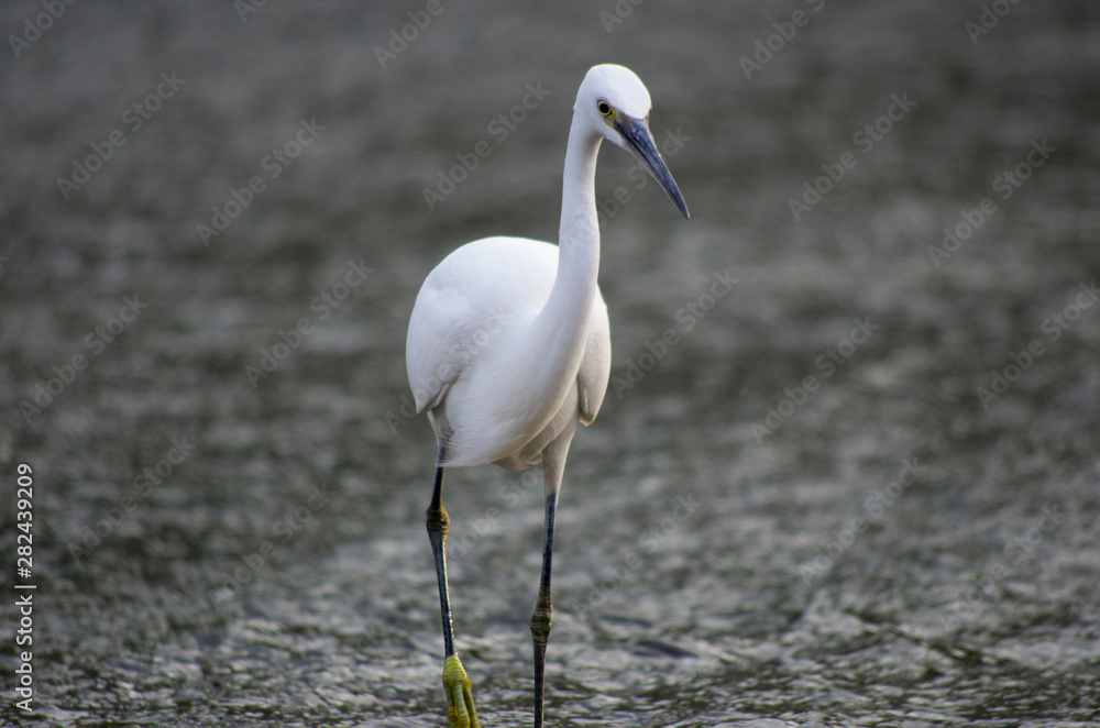 white heron walking and fishing on the river