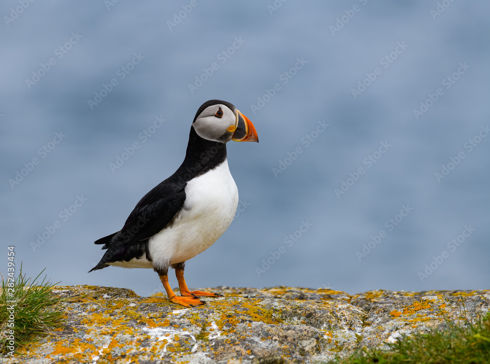 Atlantic Puffin Standing on Cliff Ledge on Blue Background Atlantic Puffin Standing on Cliff Ledge on Blue Background