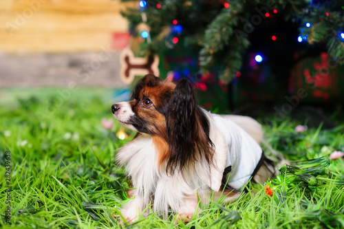 small puppy on a green grass