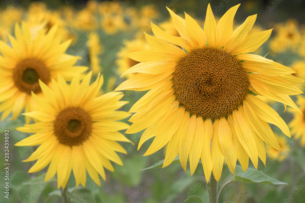 Sunflower natural background. Sunflower blooming. Close-up of sunflower. against the background of a washed-out background, copy space Sunflower natural background. Sunflower blooming. Close-up of sunflower. against the background of a washed-out background, copy space