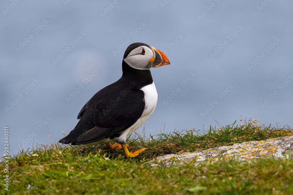 Fototapeta premium Atlantic Puffin Standing on Cliff Ledge on Blue Background