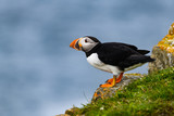 Atlantic Puffin Standing on Cliff's Rock with Green Grass against Blue Sea Water Background, Portrait