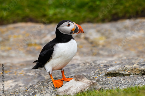 Atlantic Puffin Standing on Cliff's Rock, Portrait