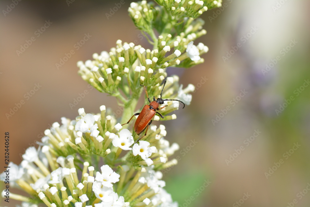 Brown Longhorn Beetle    (  Stictoleptura rubra  )   beetle on white summer lilac