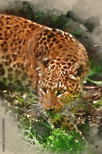 Digital watercolour painting of Beautiful leopard Panthera Pardus big cat amongst foliage