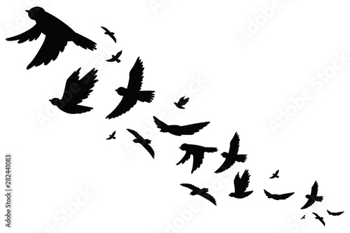 Flock of bird migration black silhouette in flying. Vector illustration isolated on white background.
