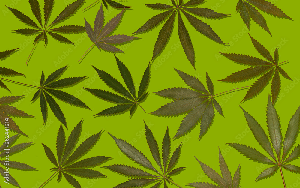 marijuana hemp cannabis leafs on colourful background