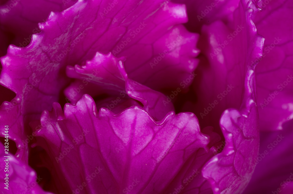 closeup of purple cabbage 