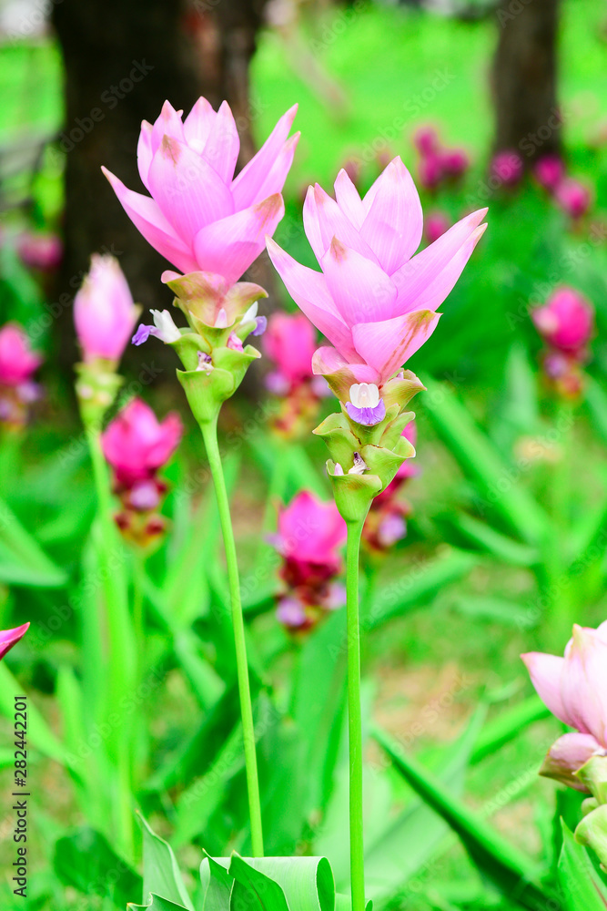 Closeup and Selective Focus Pink Siam Tulip or Krachiew flowers in the garden . Closeup and Selective Focus Pink Siam Tulip or Krachiew flowers in the garden .
