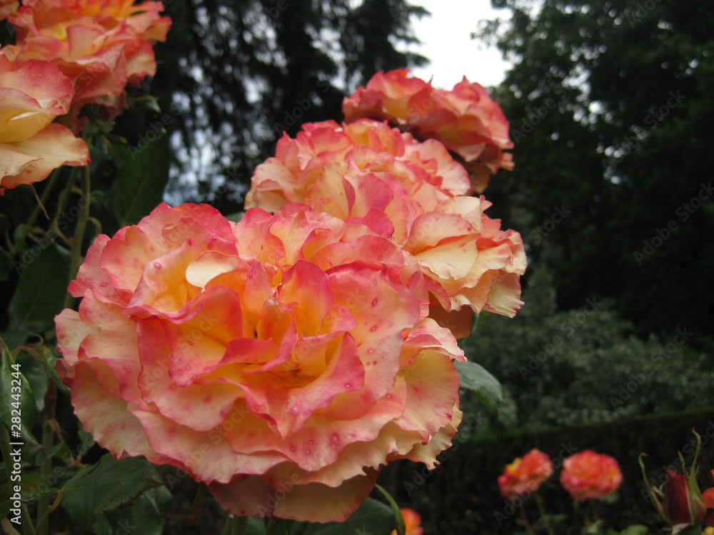 Rose and flowers of Christchurch Rose and flowers of Christchurch