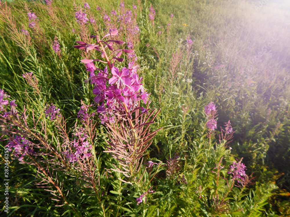 Blooming Willow herb Ivan tea fireweed Epilobium angustifolium. Narrow-leaved Cyprus.