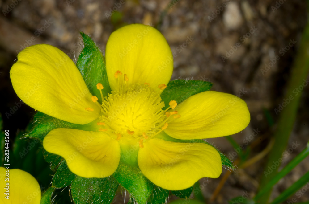 Fototapeta premium yellow blossom of cinq foil flower