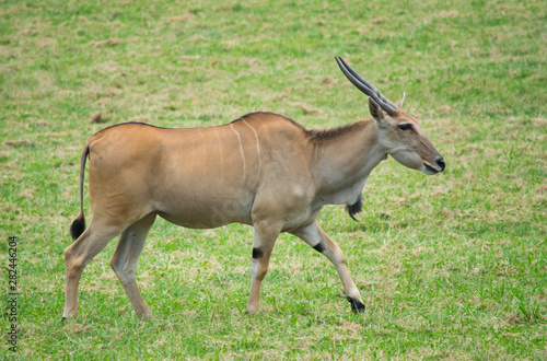 Eland caminando