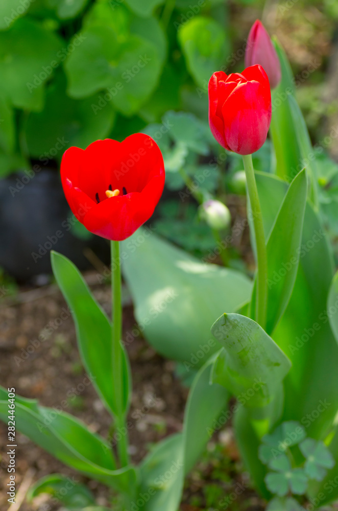 red tulips in the garden red tulips in the garden