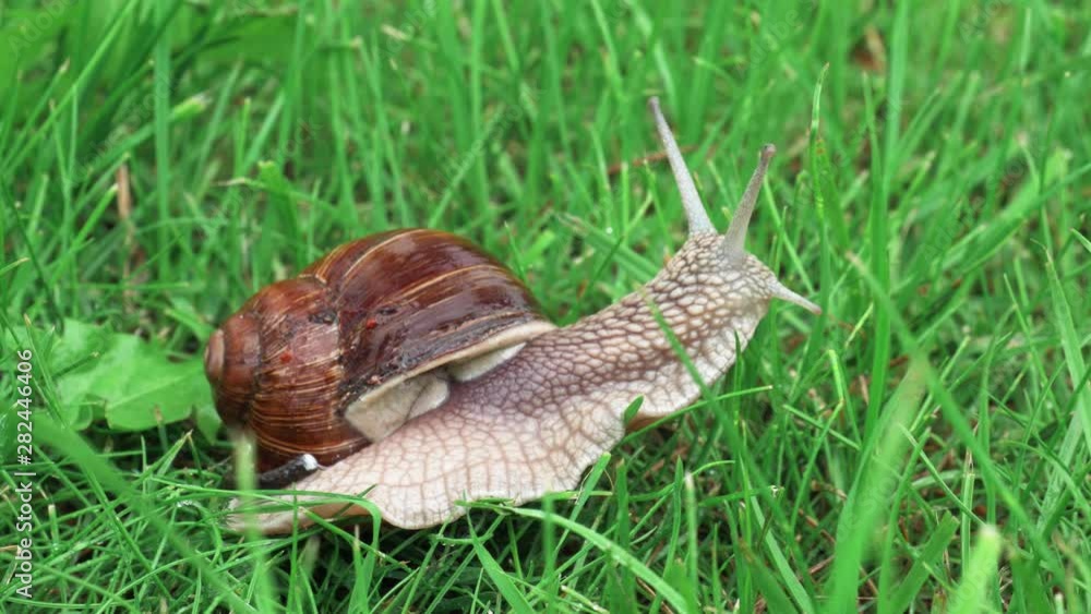 Pomatia snail slowly crawls through a green lawn Pomatia snail slowly crawls through a green lawn