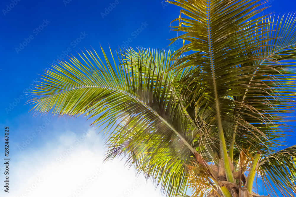 palm tree against blue sky with clouds palm tree against blue sky with clouds
