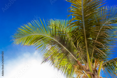 palm tree against blue sky with clouds © Unclesam