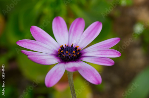 closeup of african daisy flower