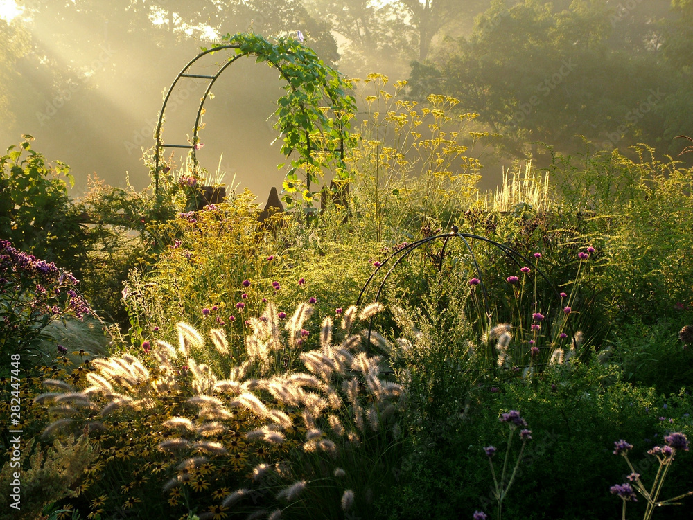 Horizontal image of a country garden in fall (autumn) with flowers, ornamental grasses, an arbor (arch), and fence lit by sunbeams from sunrise - obrazy, fototapety, plakaty 