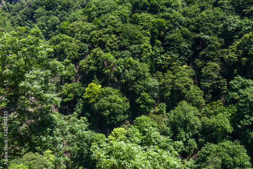 Forest aerial top view. Green leaves wallpaper