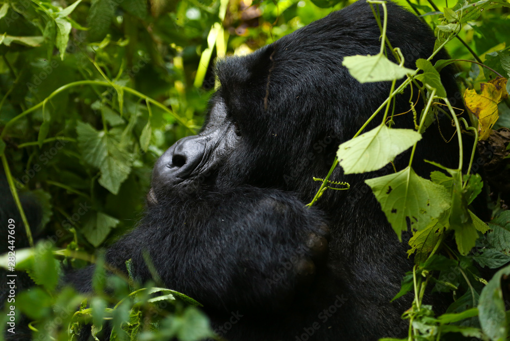 Obraz premium Silverback Gorilla in Bwindi Impenetrable Forest, Uganda