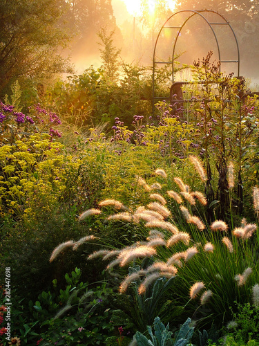 Large country garden with flowers and ornamental grasses and an arbor (arch) backlit by morning sun, with the fluffy heads of fountain grass (Pennisetum alopecuroides) in the foreground