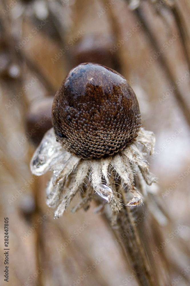 Fototapeta premium Vertical closeup of a seedhead of black-eyed Susan encased in winter ice, with ice 