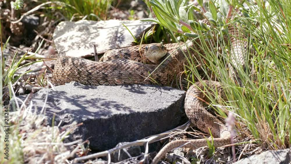 Cottonmouth poison snake in South Kazakhstan. Cottonmouth poison snake in South Kazakhstan.