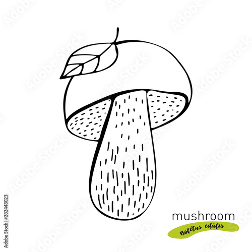 Porcini mushroom hand drawn vector illustration. Sketch food drawing isolated on white background. Organic vegetarian product. Boletus edulis. Great for menu, label, product packaging,
