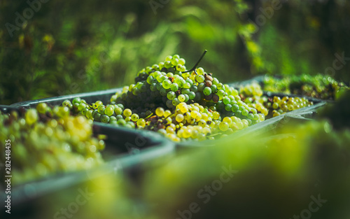 Fototapeta Naklejka Na Ścianę i Meble -  Green vine grapes. Grapes for making wine in the harvesting crate.