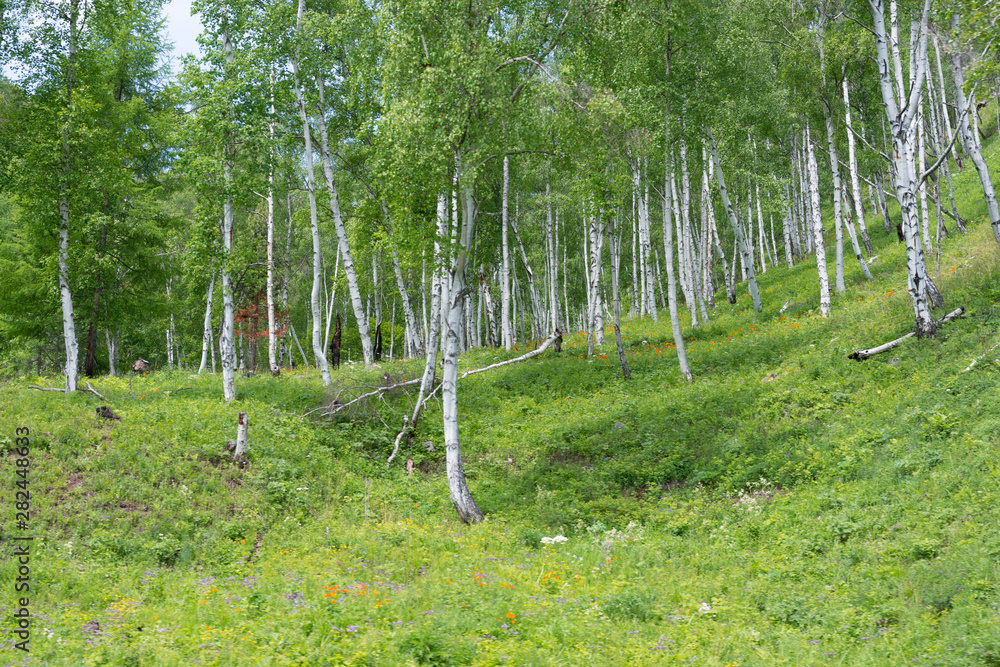 Obraz premium view of birch grove on a summer day