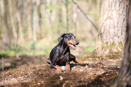 Dobermann mit Ball