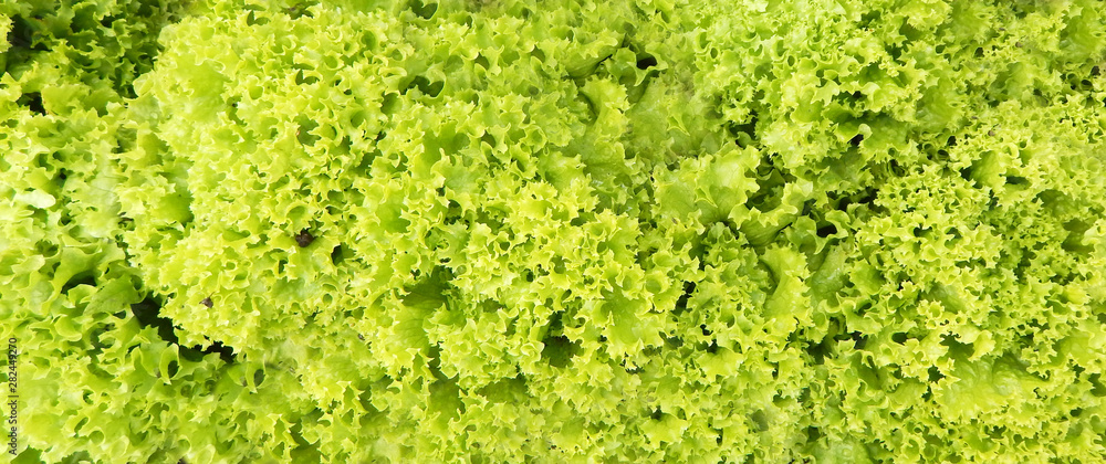 Green salad on the bed. Fluffy salad. Green salad on the bed. Fluffy salad.
