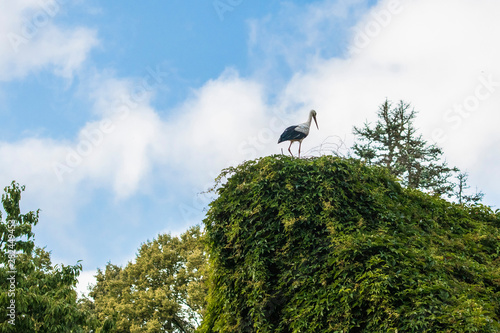 Beautiful black-and-white stork of Latvia