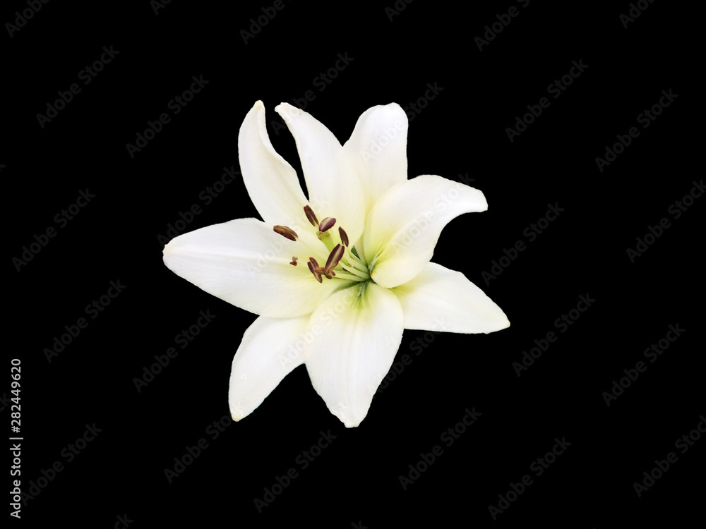 White Lily isolated on black background White Lily isolated on black background