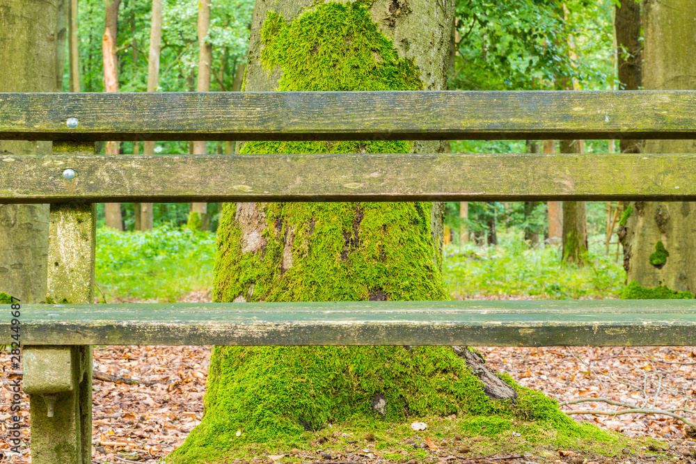 A lonely bench in the big forest A lonely bench in the big forest