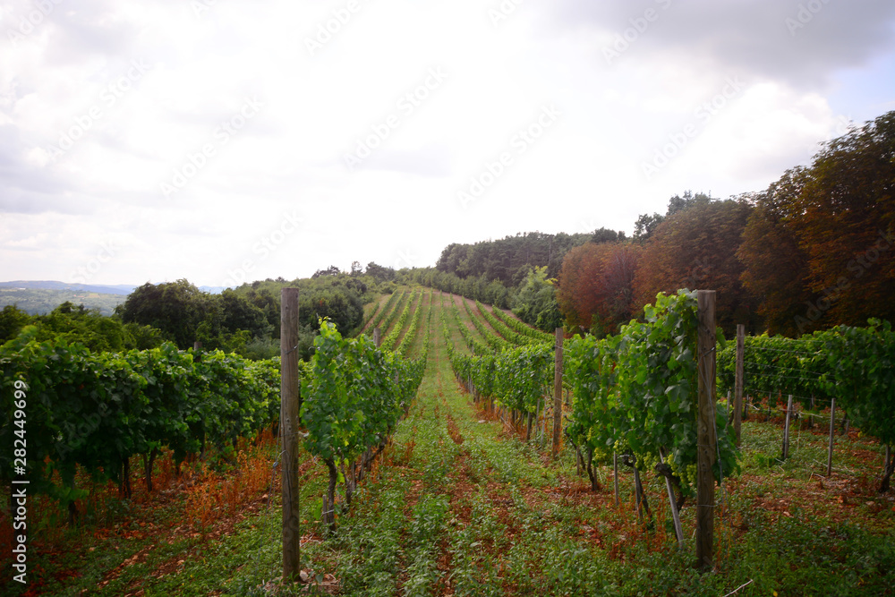 Naklejka premium vineyard in provence france
